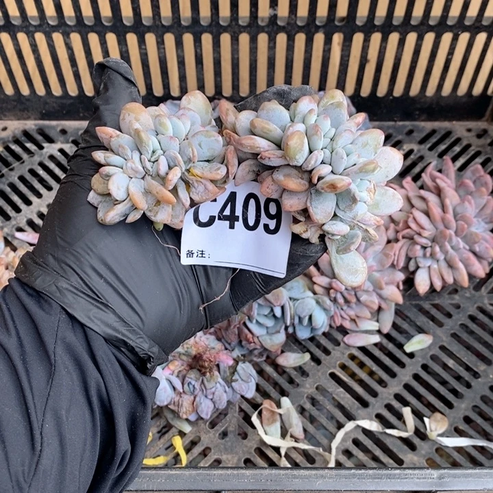 409粉兔缀哇哇哇呀呀