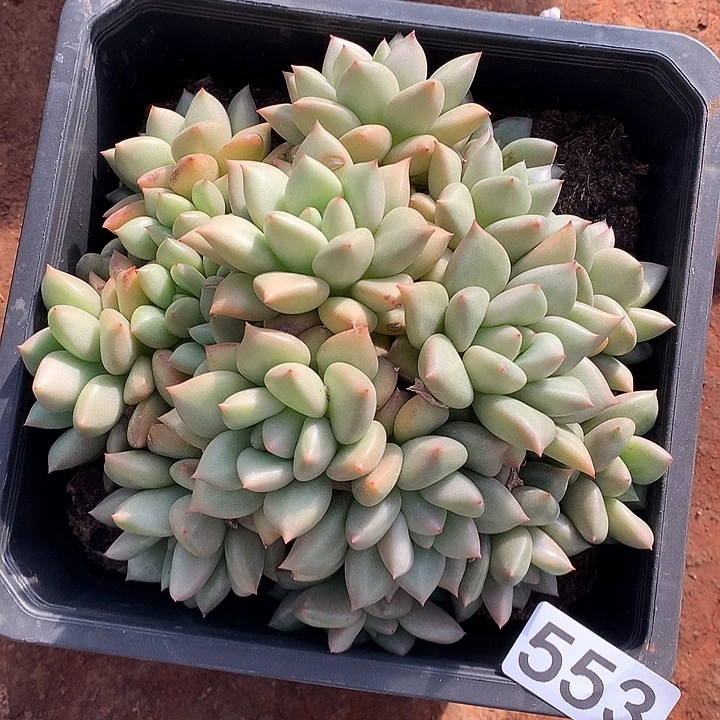 553象牙一物一拍多肉