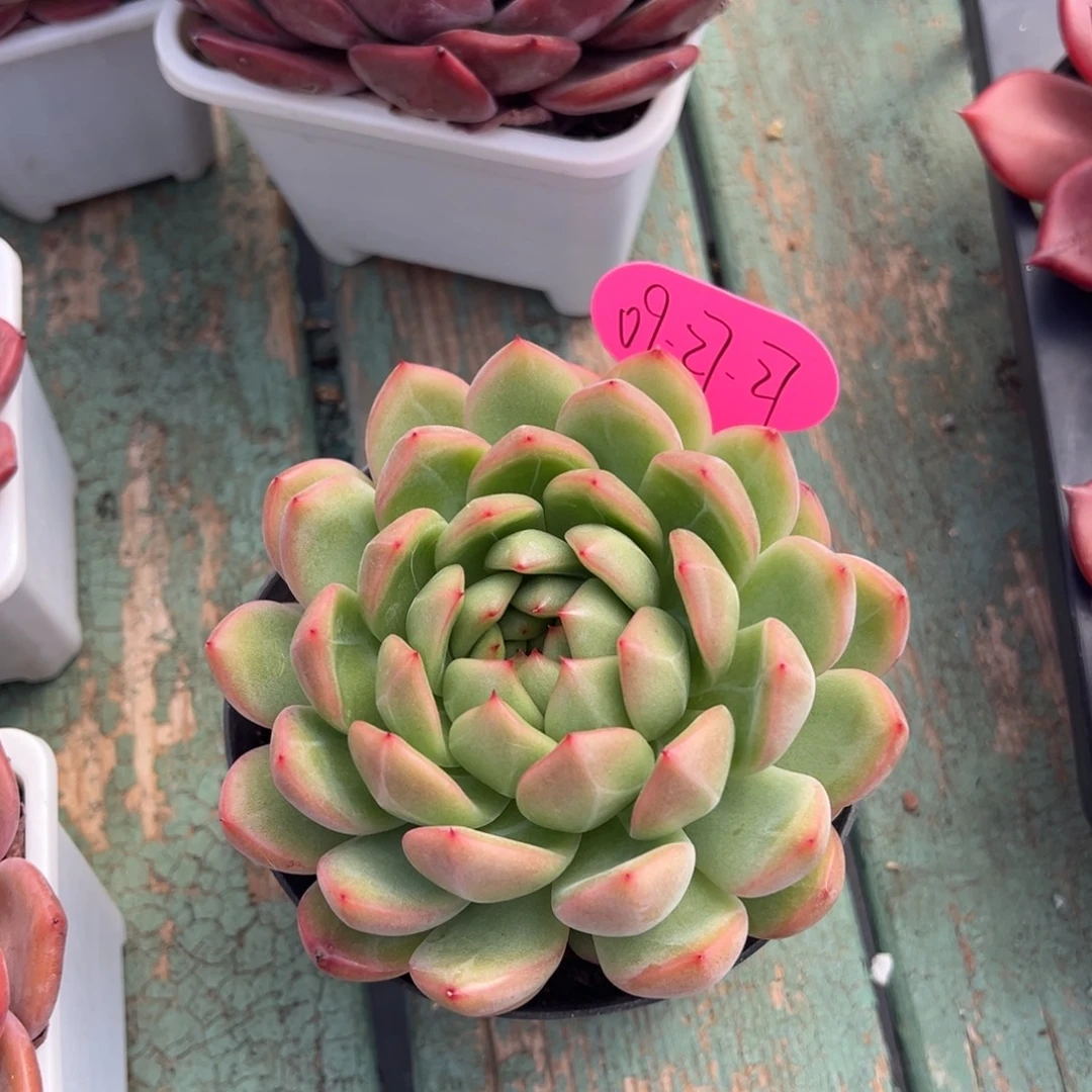 09-37-27新品美肉多肉植物