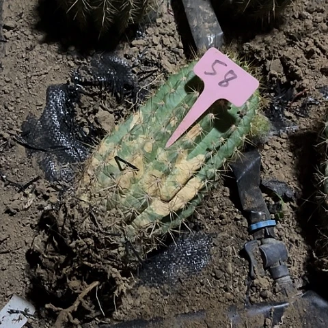 清清56有斑介意勿拍58