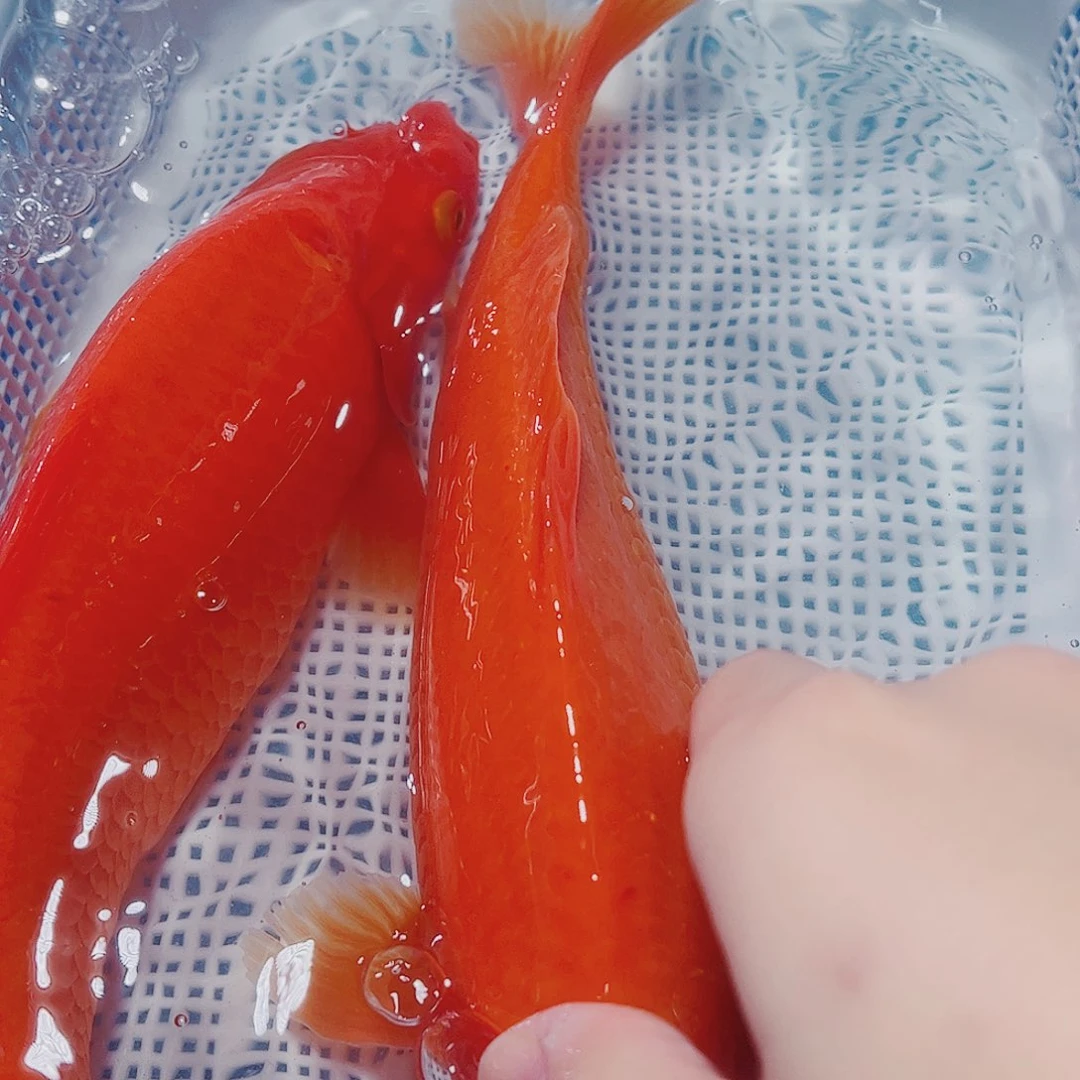海水鱼锦鲤观赏鱼观赏鱼