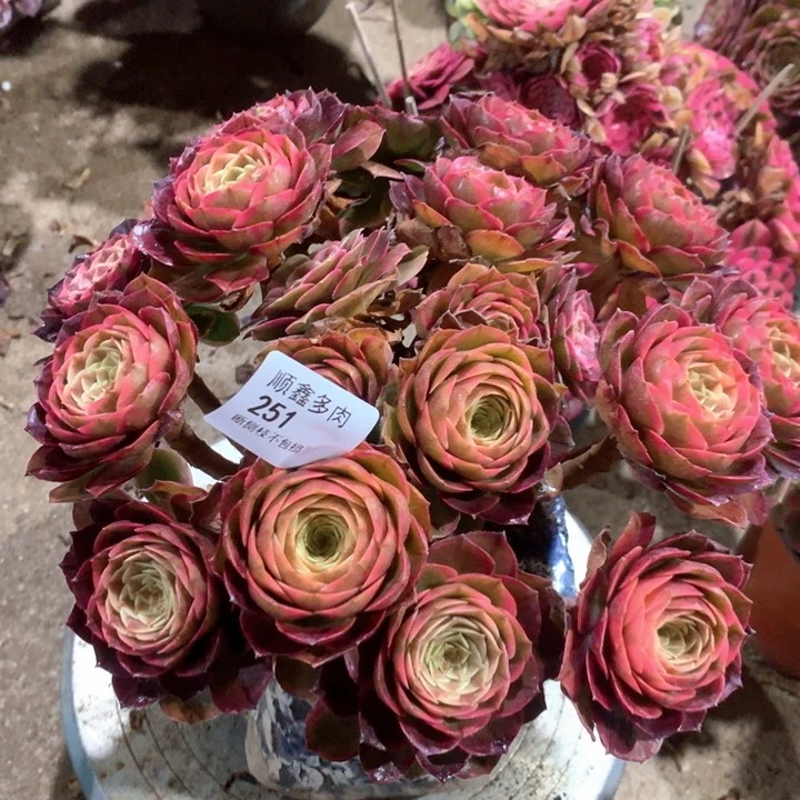 251粉花妖多肉植物