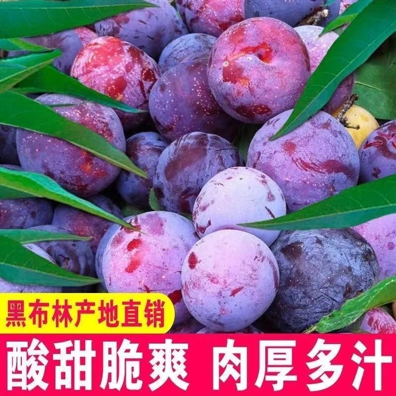 黄皮黄心特大李子早熟新鲜水果整箱脆甜早熟蜂糖李子孕妇三月李子