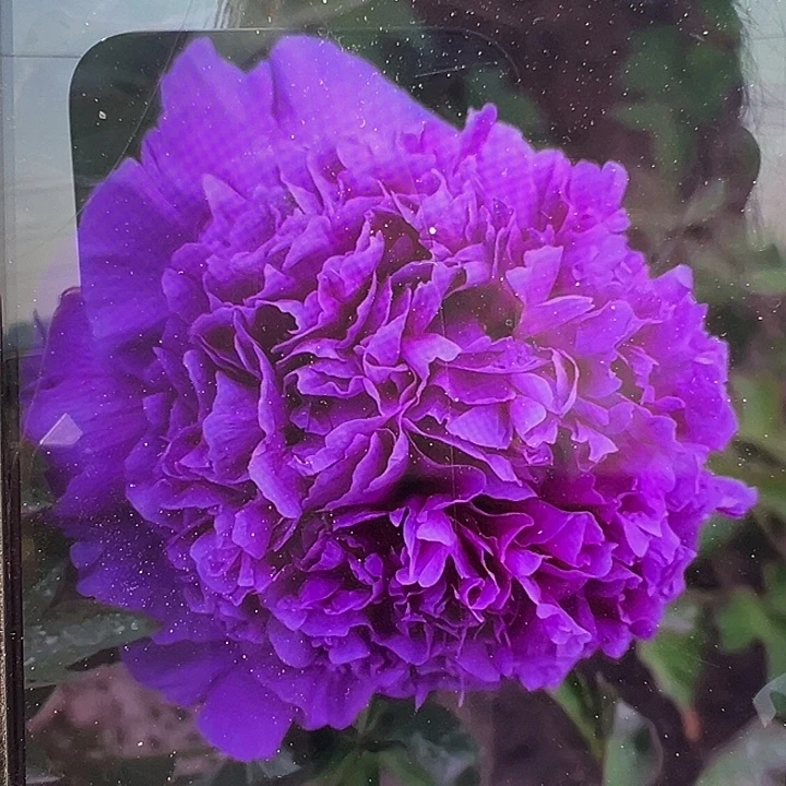 用***3完全开放魏紫多枝条