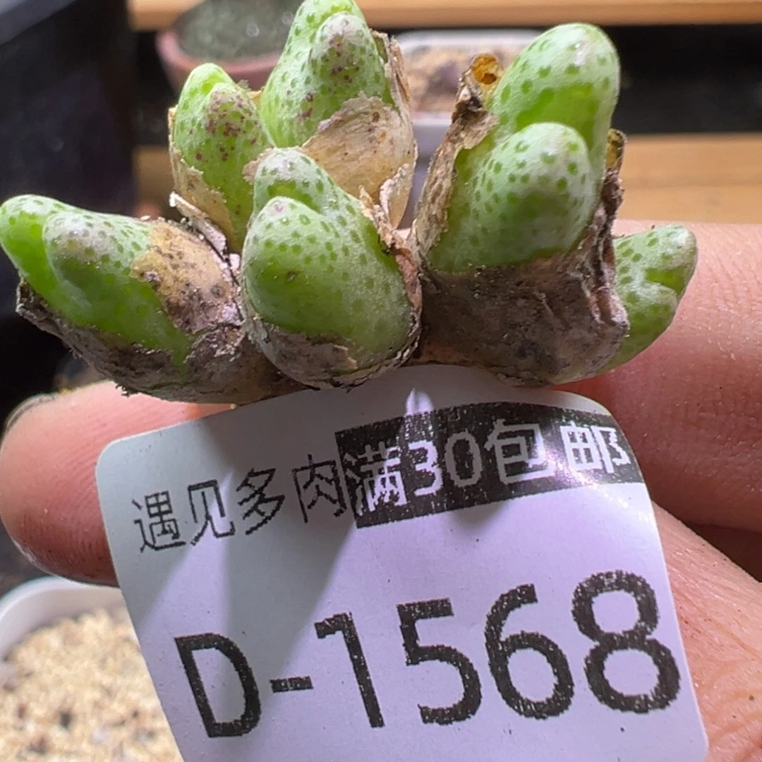 多肉植物1111111111