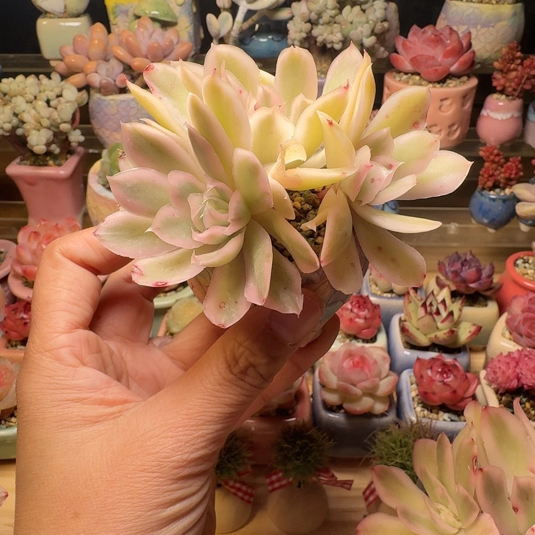 冰蝴蝶锦 多肉含盆土 一物一拍