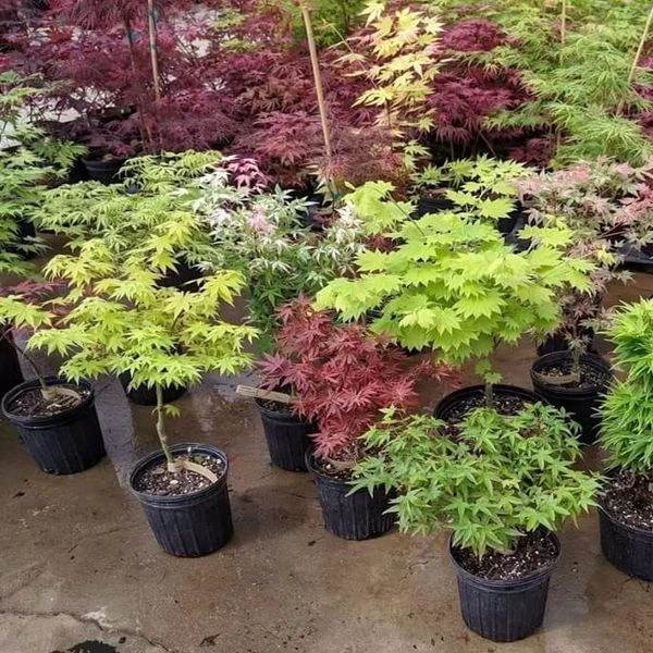 日本红枫品种彩枫盆栽植物