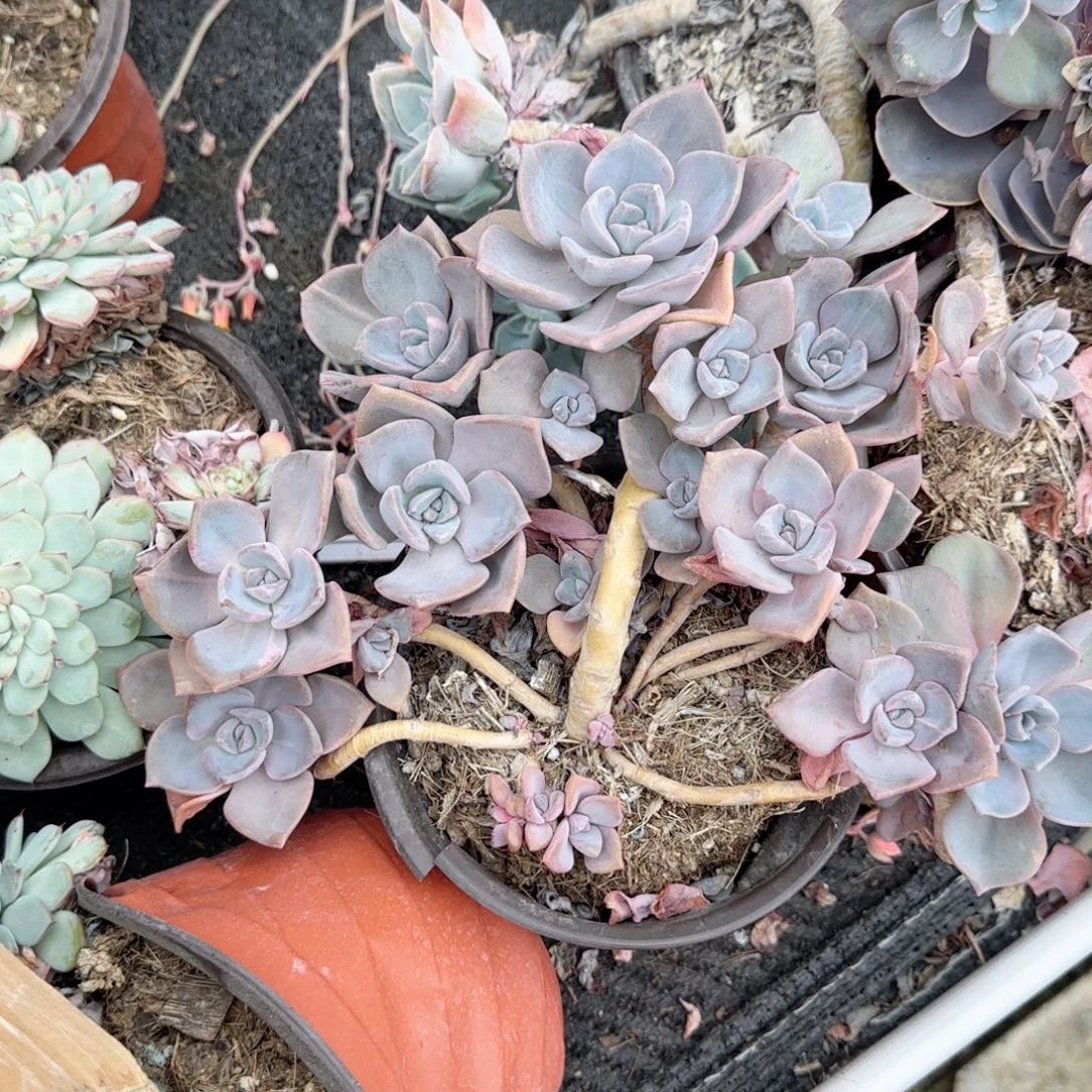 无花朵彩虹糖老桩