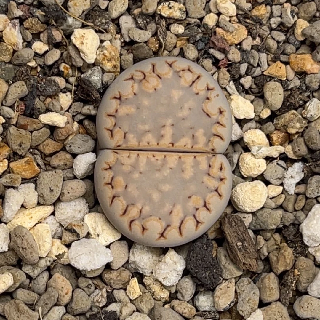 1018金边饼干1尺寸2.1