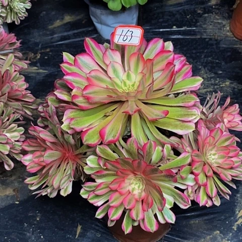 粉铜老桩捧花法师163链接