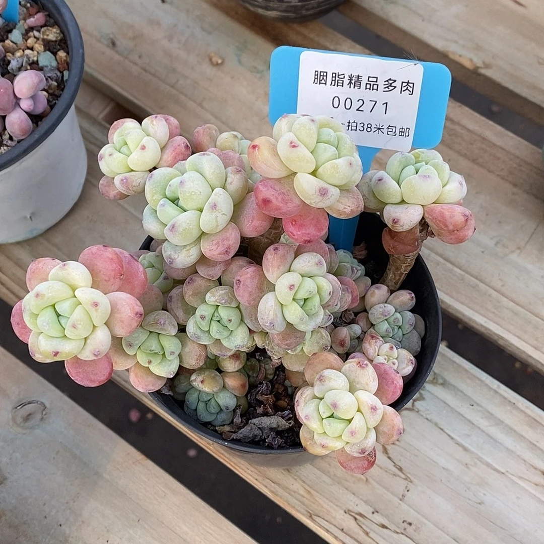 271透气咯哦我小雨蜗牛