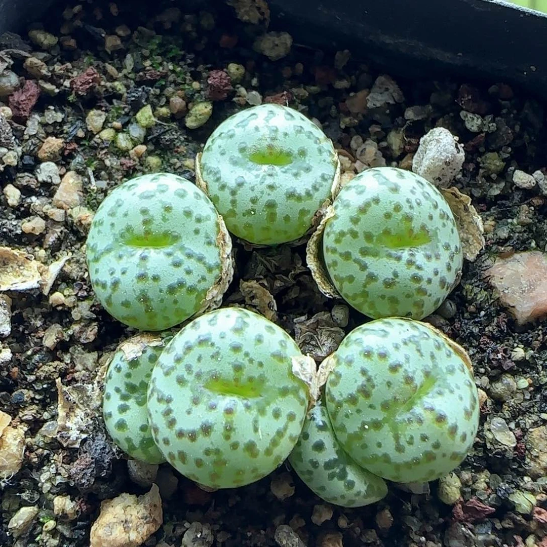 手捧安贞。     42167