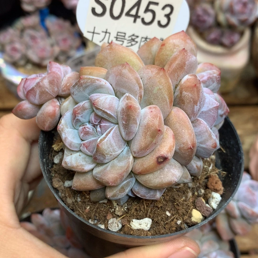 S0453 突尼斯背景同款 6头