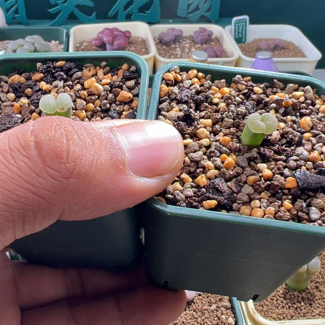 r*903小banke 两颗