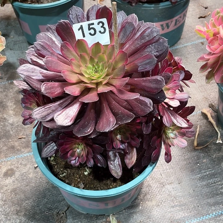 153黑天鹅 冠幅23