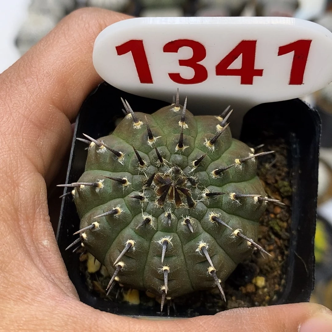 1341特价款一刺黑刺凤头