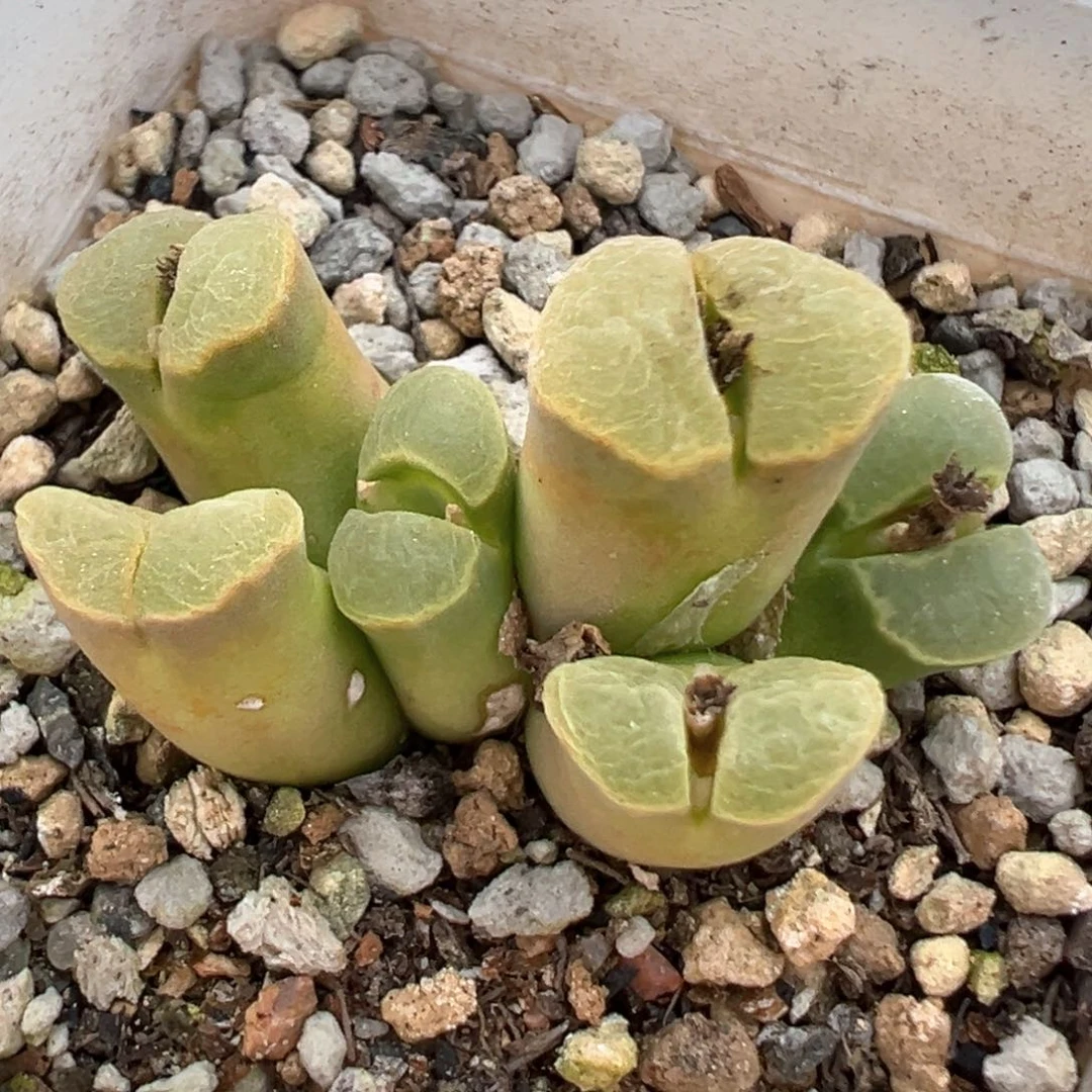 极窗6头 肉锥植物