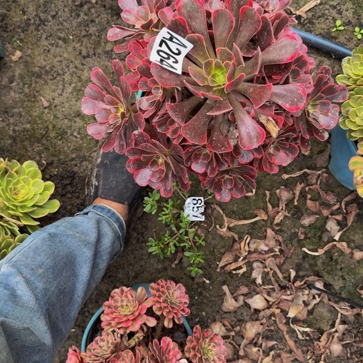 凤冠花30-11包邮花花