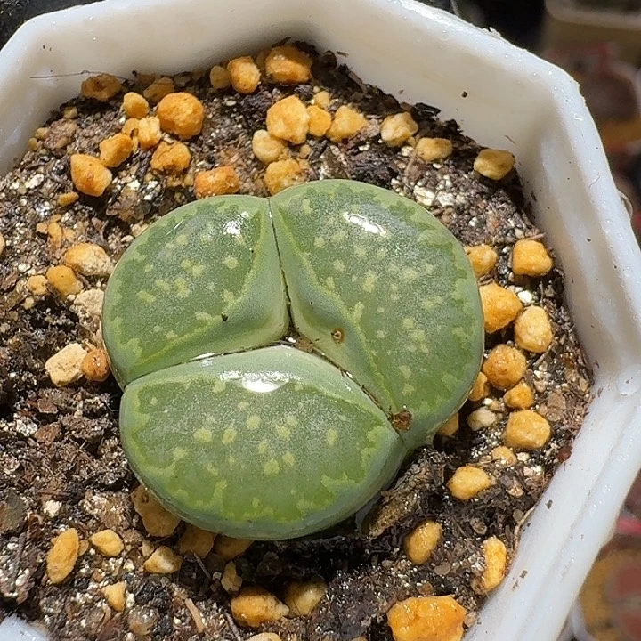 生石花3:：。在。 83号