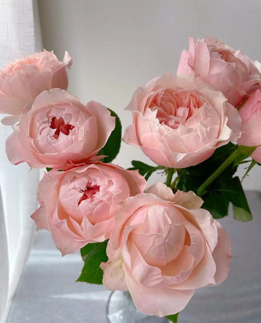 【如熙臻品】艾琳娜 ---- 稀有单头玫瑰