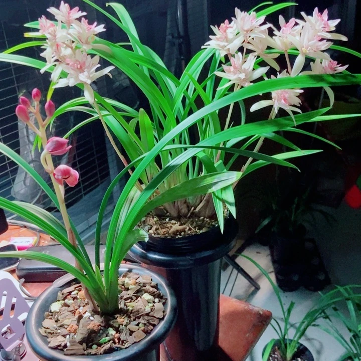 完全开放精品购物建兰俩组