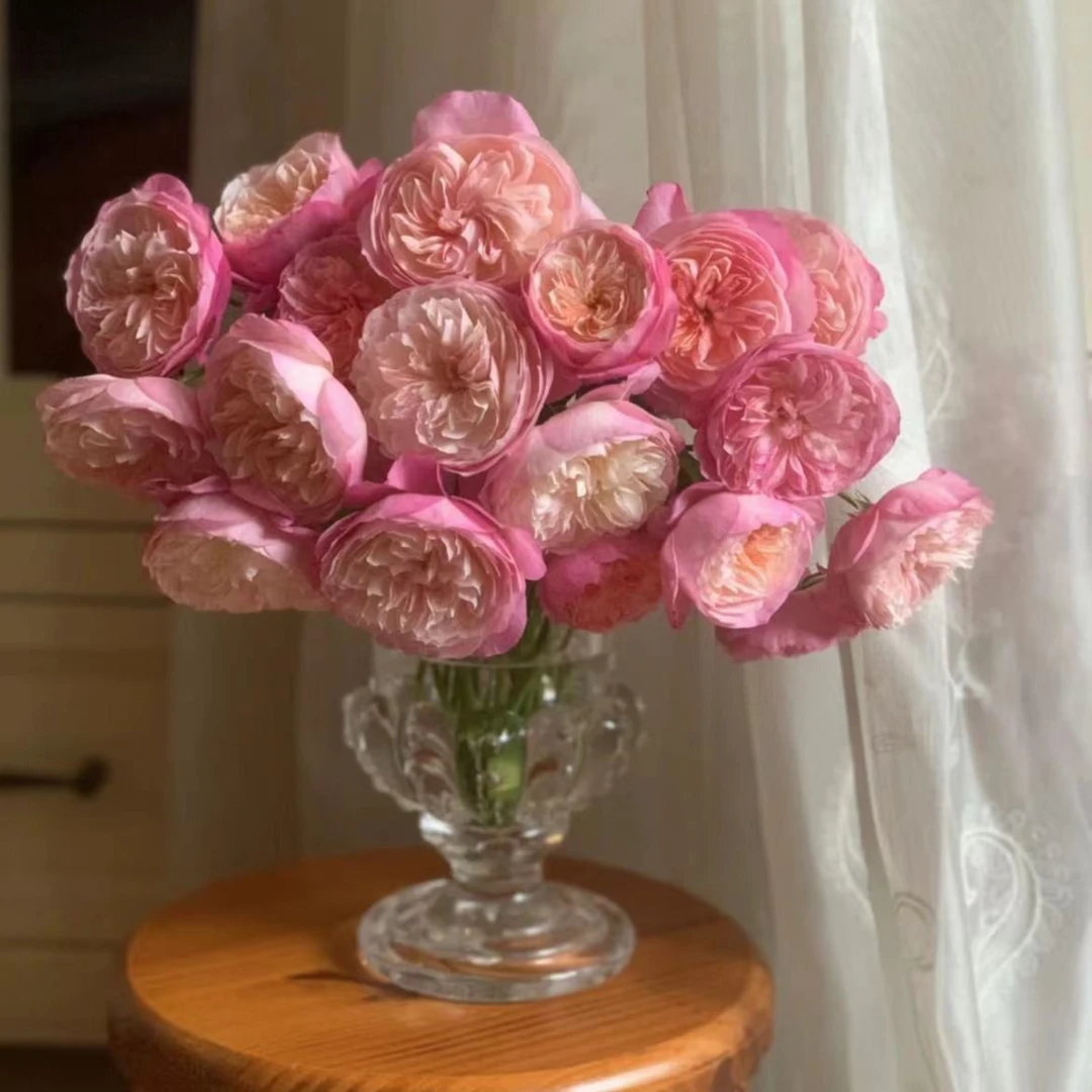 康斯坦茨--多头玫瑰--收到花第一时间醒花哟实物具体看直播间