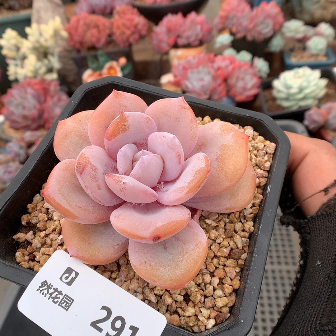 291奶茶多肉植物666