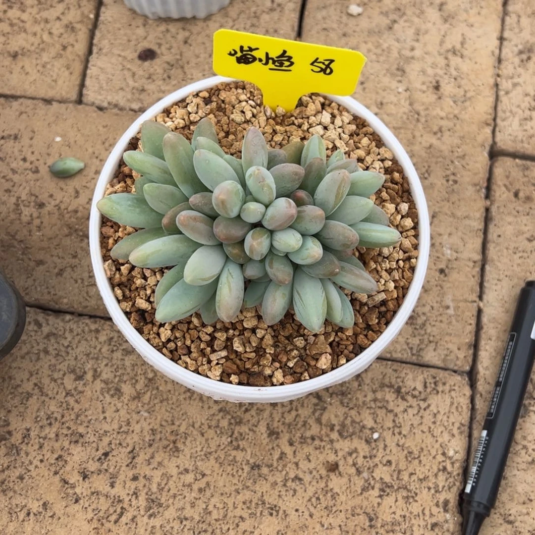 喵***️喵小鱼58。