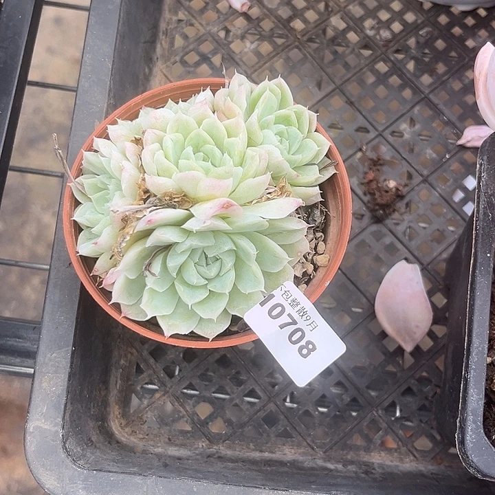 阿雅园艺。          708白月影