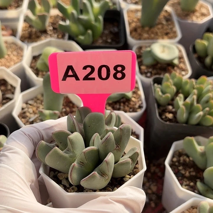 苹果手机在家里了