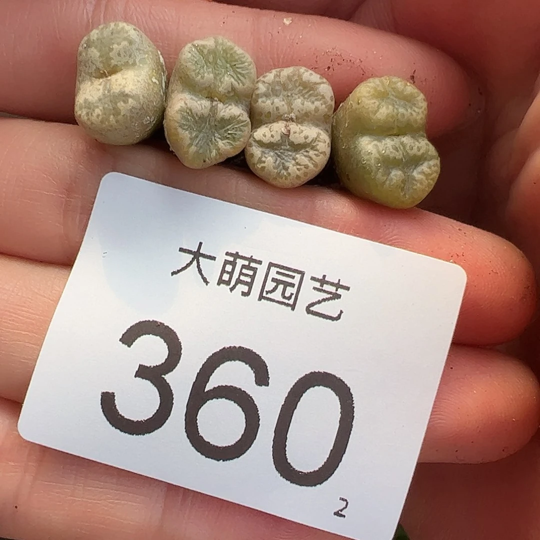 0000360量拍蕾丝蝴蝶勋章4颗