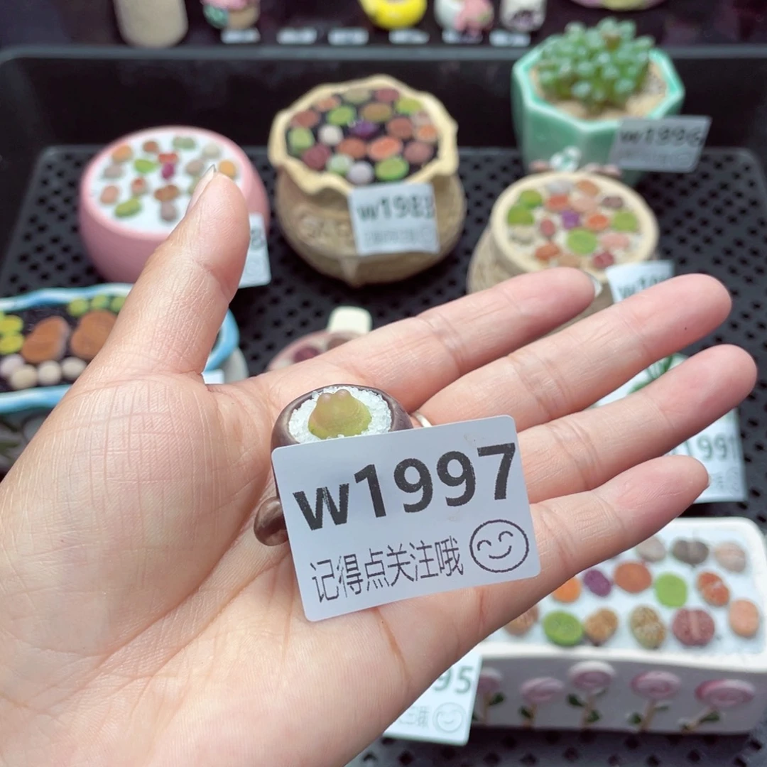 w1997 带盆土发货一物一拍