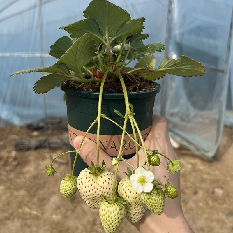 【带果白雪公主】草莓盆栽种植草莓苗带花带果带盆带土