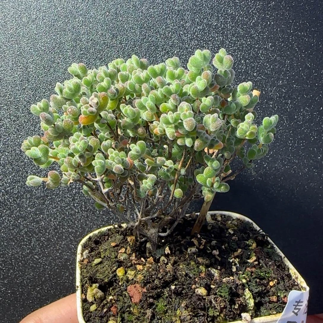 dy0611莱斯直杆福利