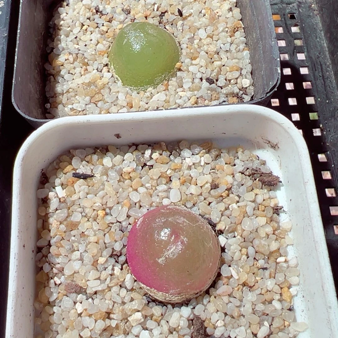 721-350两盒灯泡奶油带盆2cmm