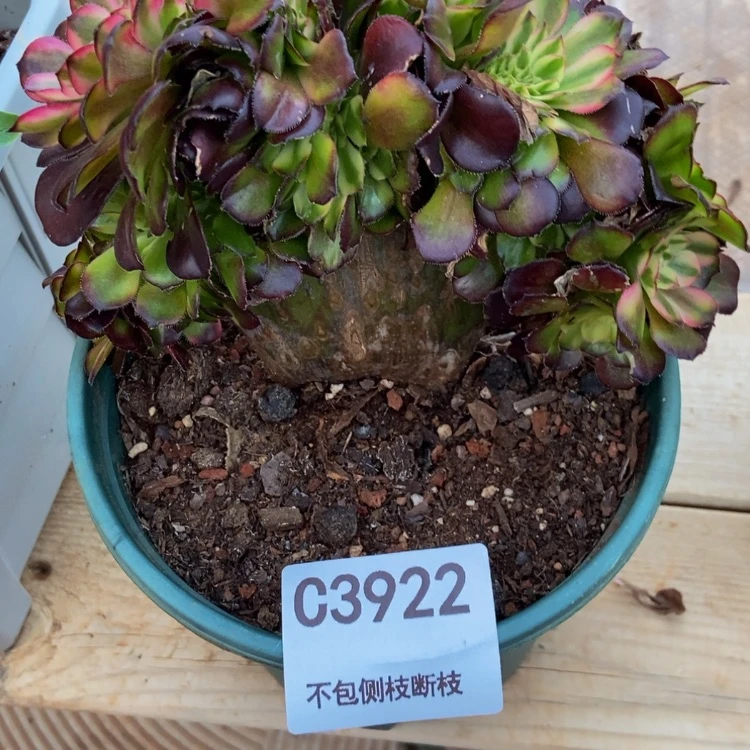 【闪购商品】怠*3922美肌多肉