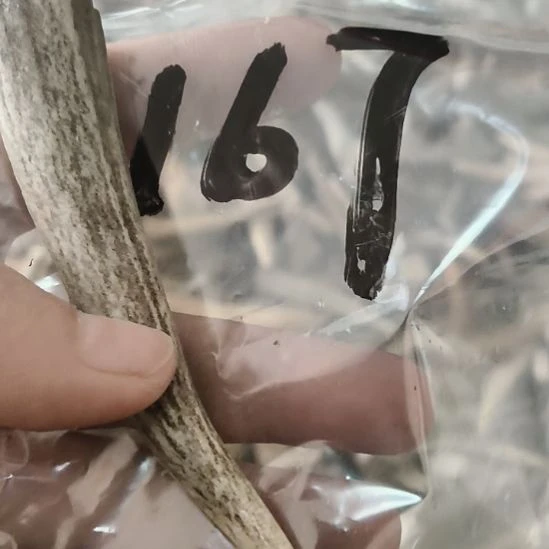 用***7鹿角鹿角鹿角鹿角鹿角鹿角