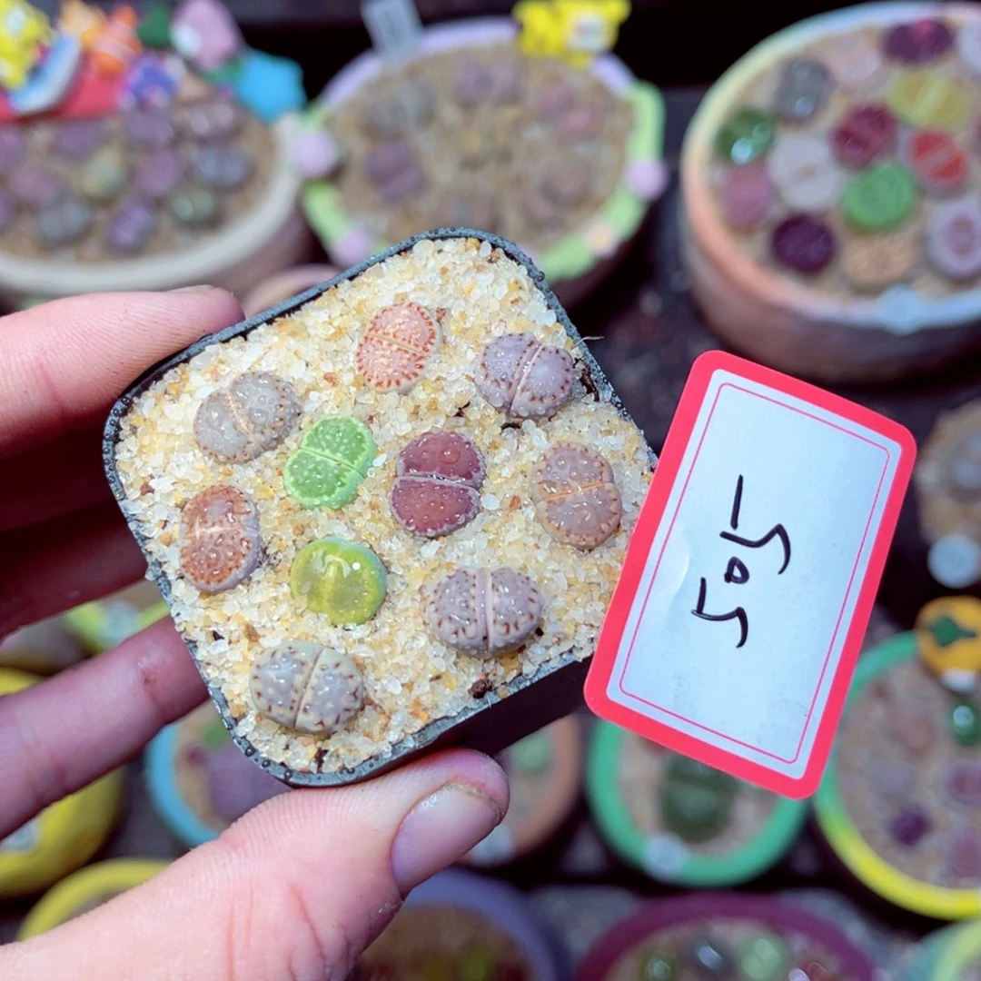 505生石花带盆发1