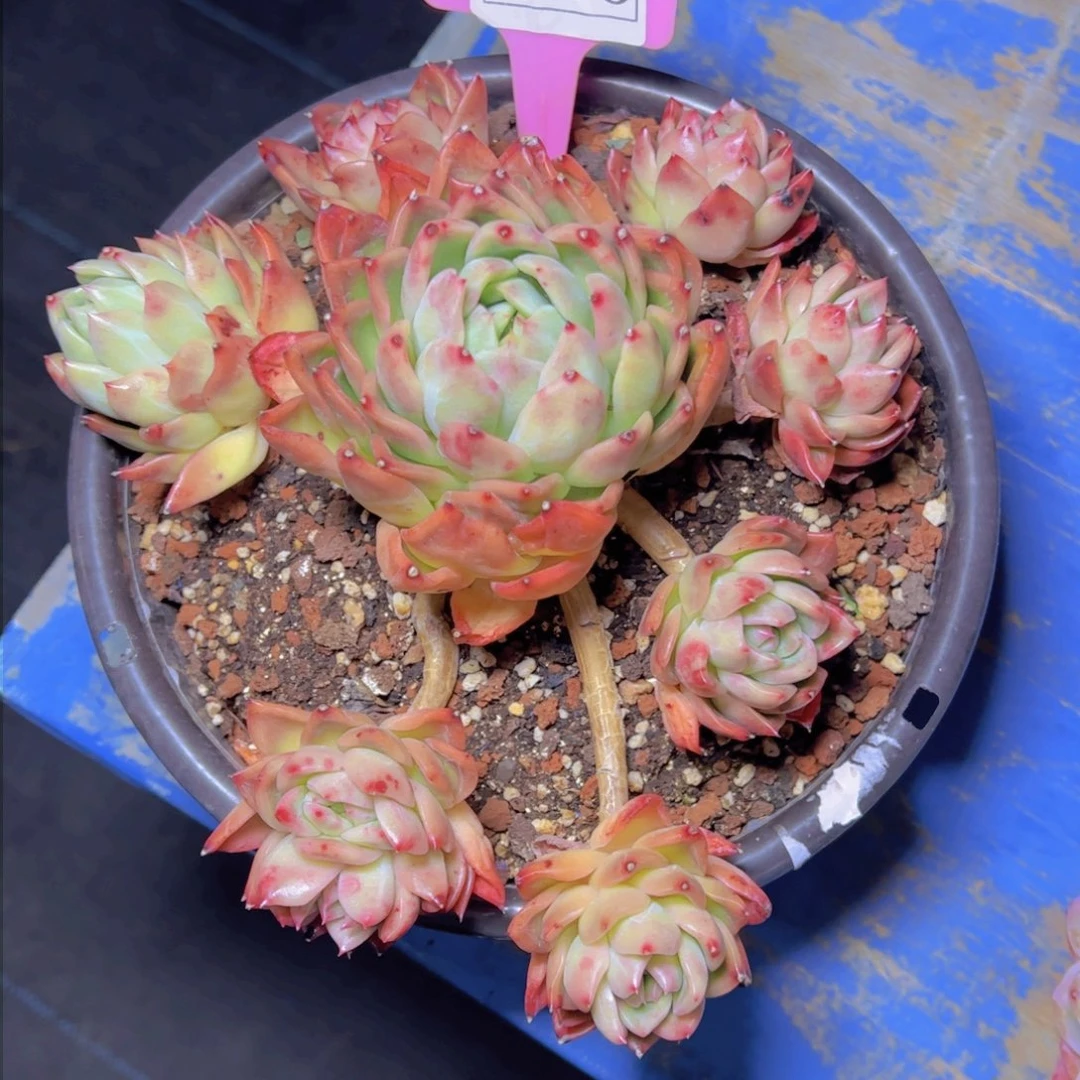 依*贝杂交2473多肉植物