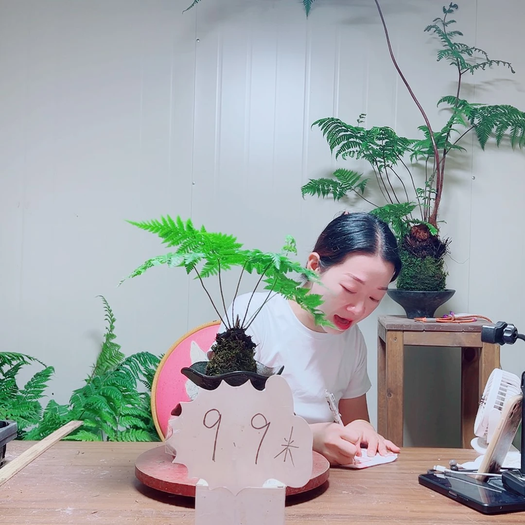 无花朵费****明金丝虹鳞蕨