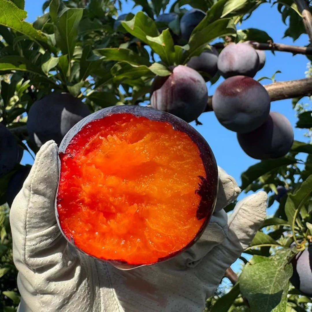 【DD严选】（双11福利）疆林园恐龙蛋，脆甜多汁，精品礼盒包装新疆维吾尔自治区