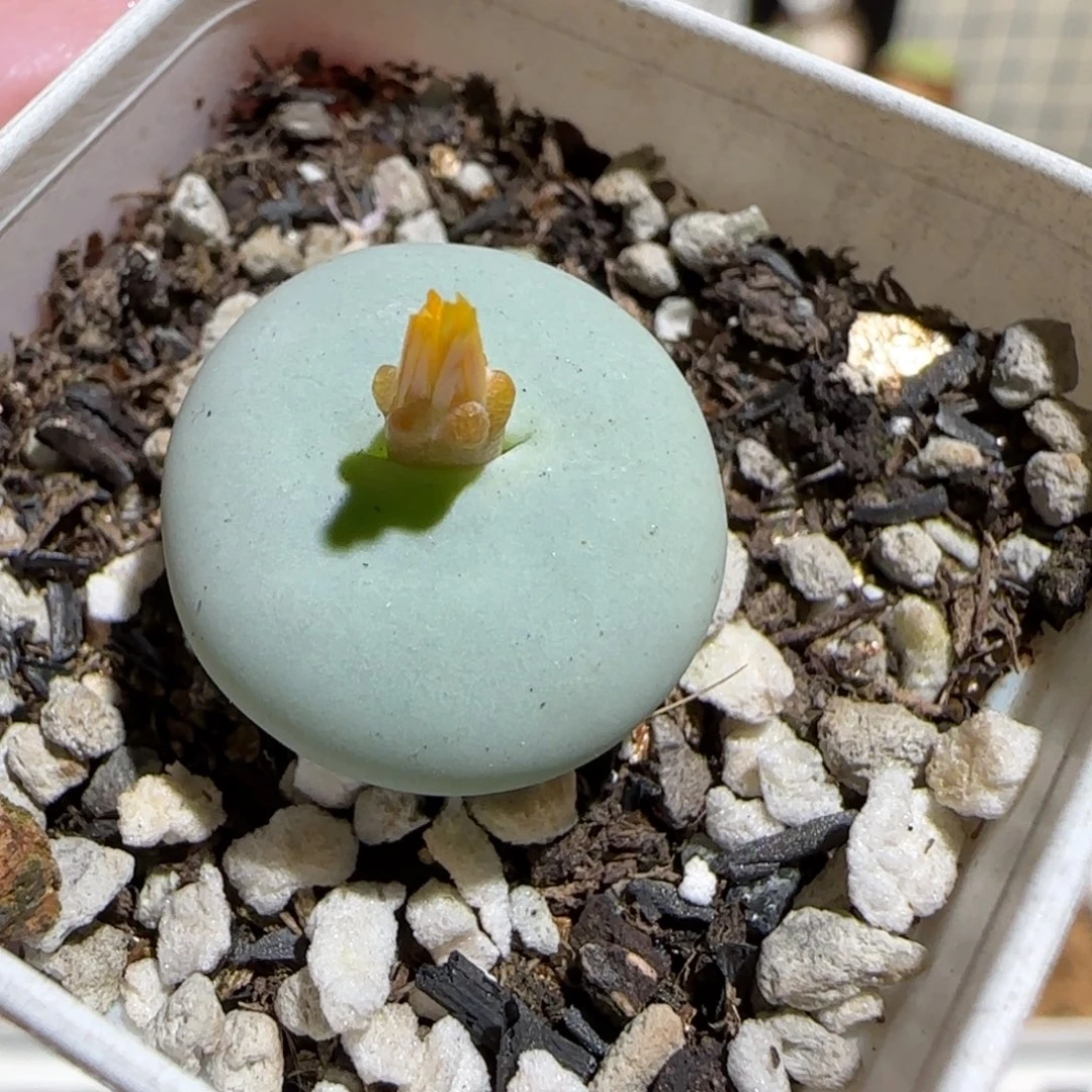 肉锥多肉植物组合-杂交881