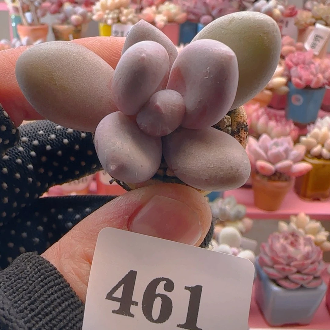 大叶奶461 ，带盆土发货，满38包邮非偏远。