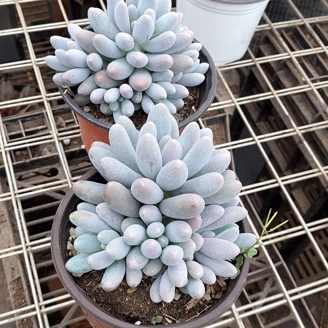汤圆1颗多肉植物脱土发