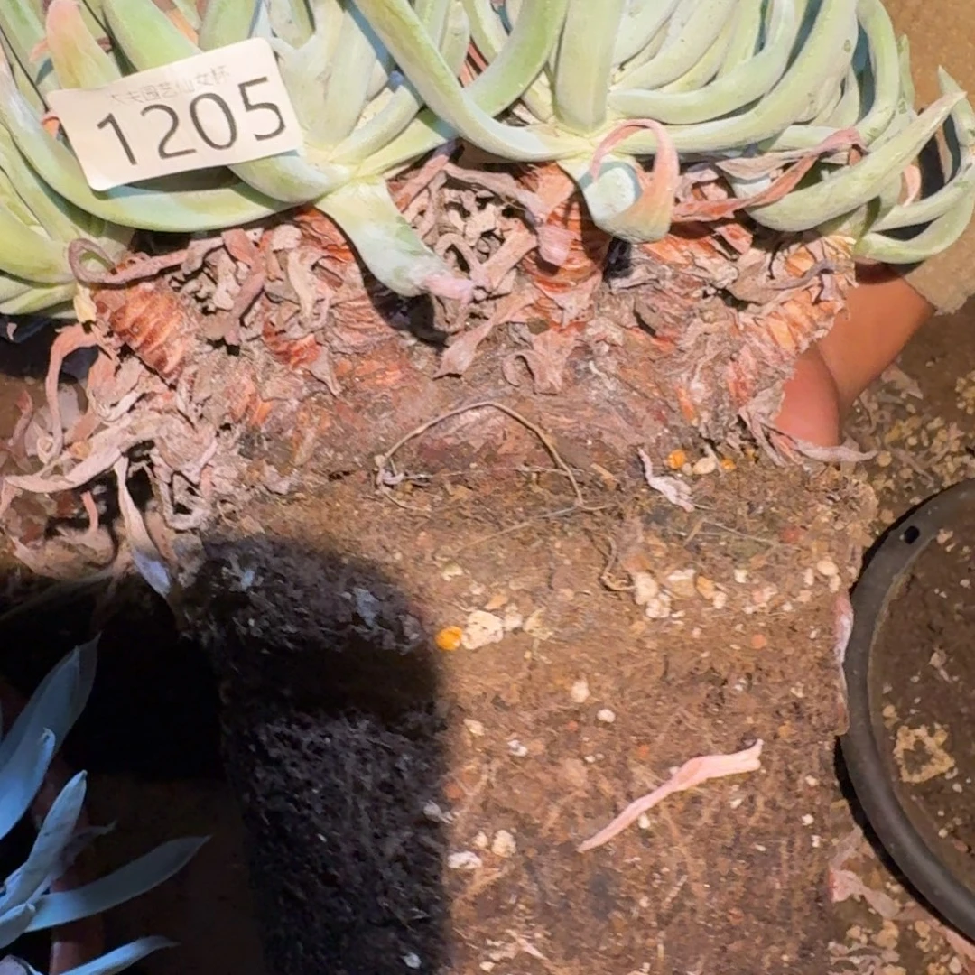 三***秋仙女杯多肉福利处理奥罗拉