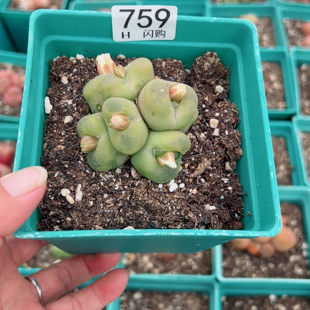 无花朵郭*淼我很喜欢这个H759