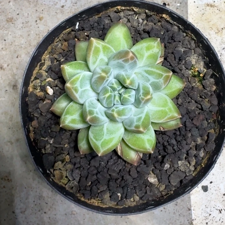 青花瓷 单头 一物一拍