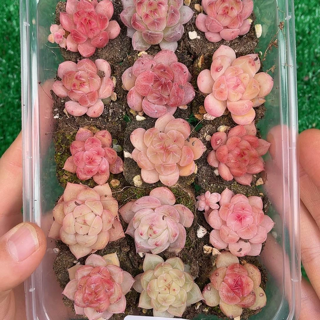 多肉一物一拍28-77