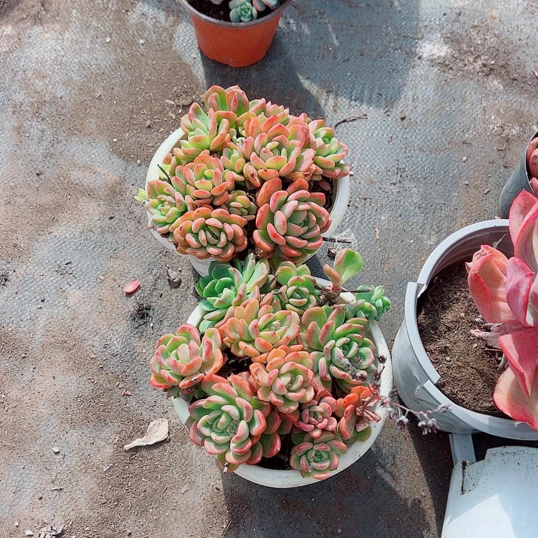 芬达多头群生老桩特价精品