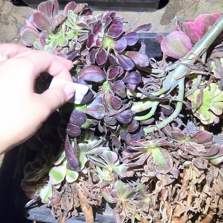 菊***一物一拍不售后74